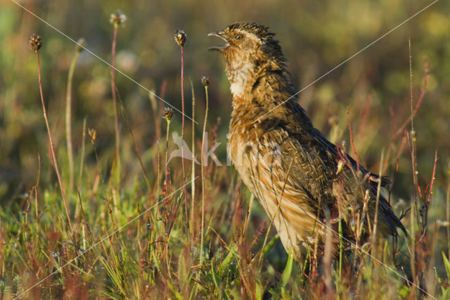 Kwartel (Coturnix coturnix)