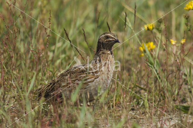 Common Quail (Coturnix coturnix)