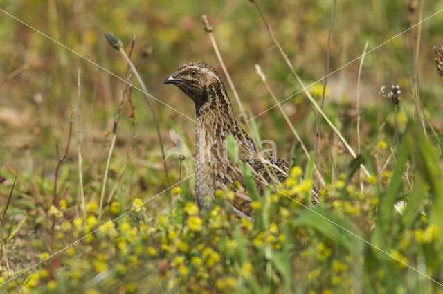 Common Quail (Coturnix coturnix)