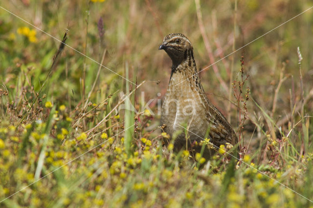 Common Quail (Coturnix coturnix)