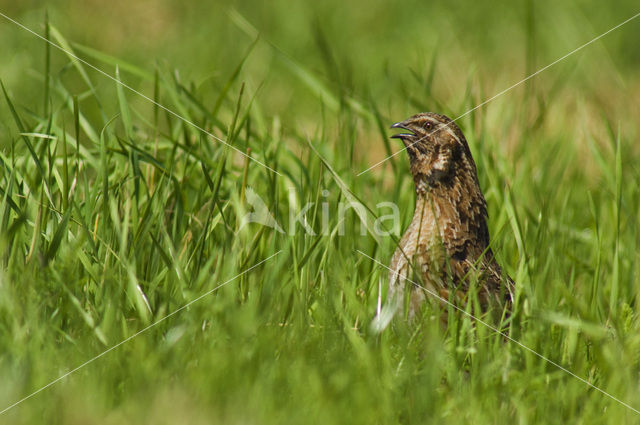 Common Quail (Coturnix coturnix)