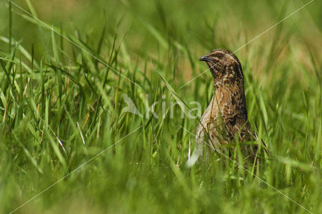 Kwartel (Coturnix coturnix)