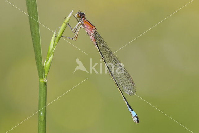 Blue-tailed Damselfly (Ischnura elegans)