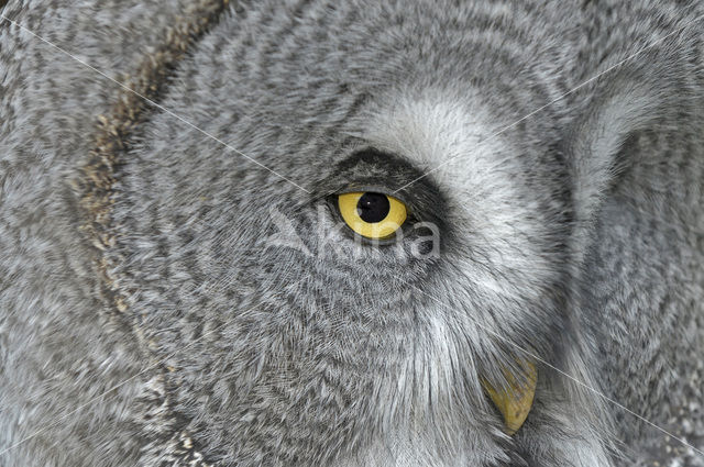 Laplanduil (Strix nebulosa)