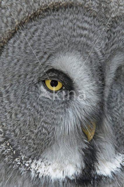 Great Grey Owl (Strix nebulosa)