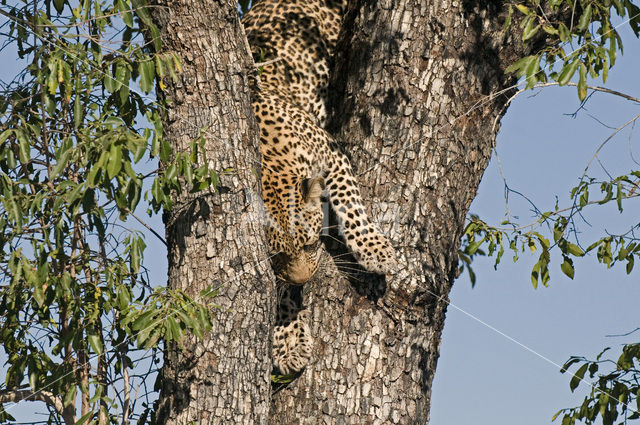 Leopard (Panthera pardus)