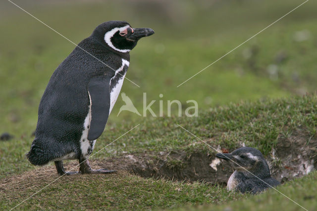 Magelhaenpinguin (Spheniscus magellanicus)