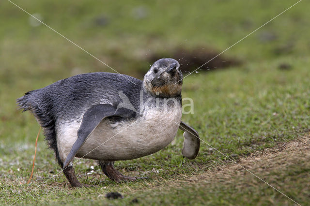 Magelhaenpinguin (Spheniscus magellanicus)