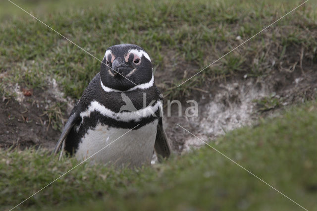 Magellanic penguin (Spheniscus magellanicus)