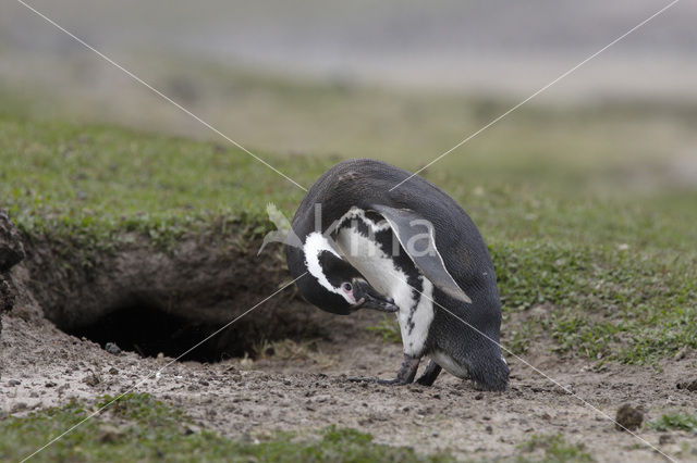 Magellanic penguin (Spheniscus magellanicus)