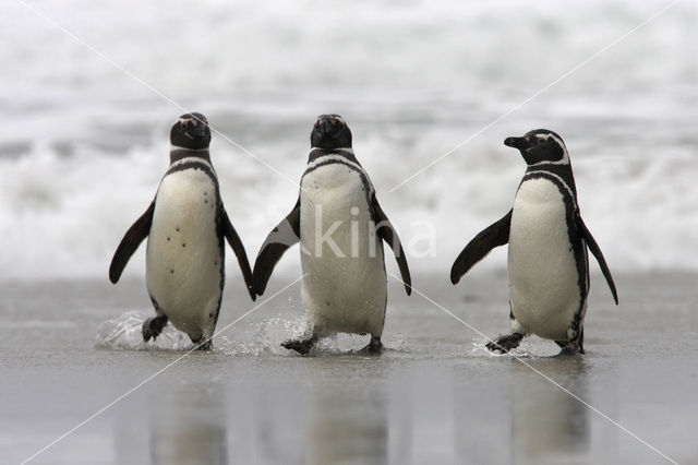 Magellanic penguin (Spheniscus magellanicus)