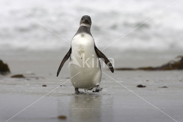 Magellanic penguin (Spheniscus magellanicus)