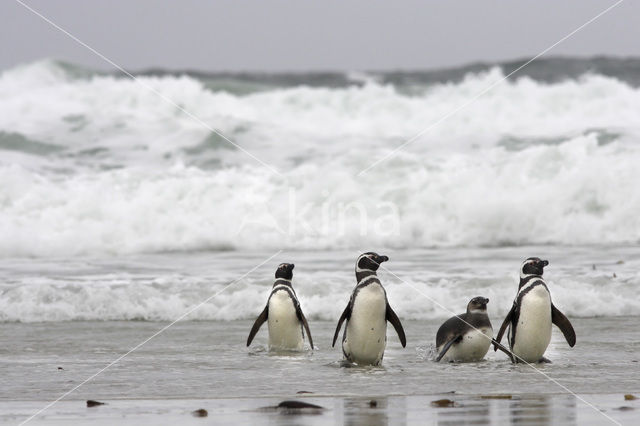 Magellanic penguin (Spheniscus magellanicus)