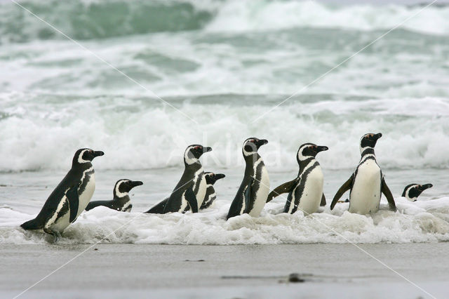 Magellanic penguin (Spheniscus magellanicus)