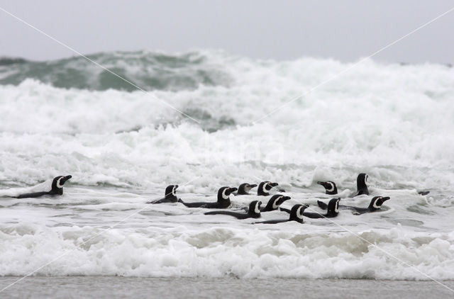 Magellanic penguin (Spheniscus magellanicus)