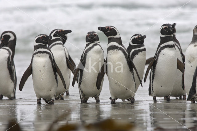 Magellanic penguin (Spheniscus magellanicus)