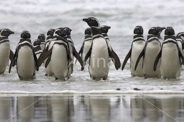 Magellanic penguin (Spheniscus magellanicus)