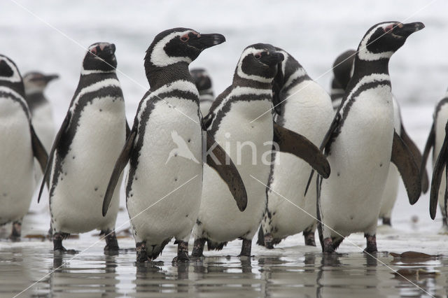 Magellanic penguin (Spheniscus magellanicus)