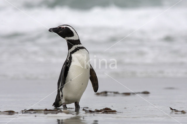 Magellanic penguin (Spheniscus magellanicus)