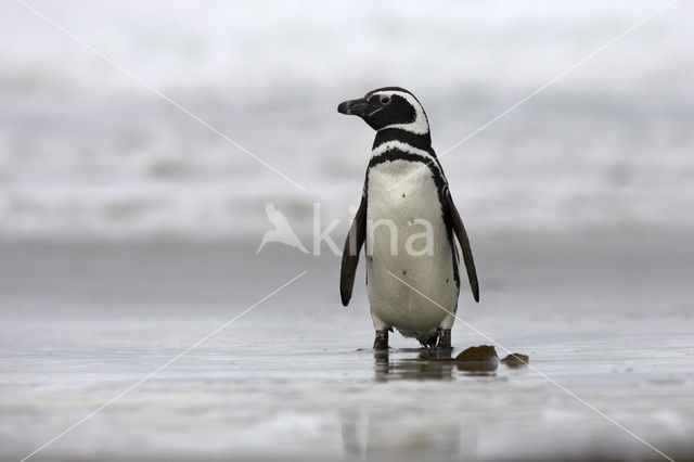 Magelhaenpinguin (Spheniscus magellanicus)