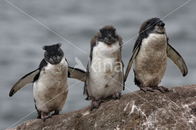 Magellanic penguin (Spheniscus magellanicus)