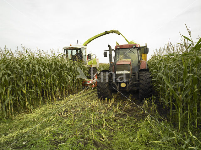 Maize
