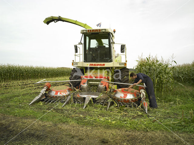 Mais (Zea mays)