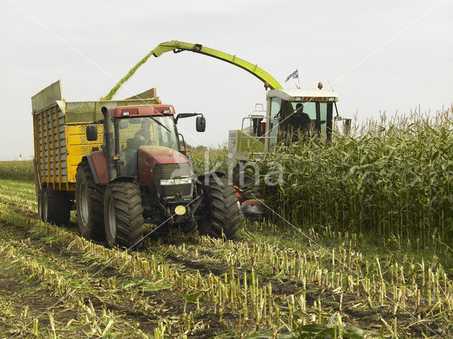 Mais (Zea mays)