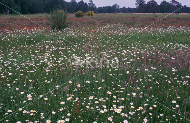 Marguerite (Chrysanthemum spec.)