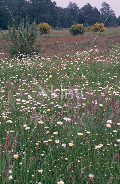 Margriet spec. (Chrysanthemum spec.)