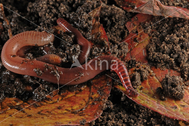 Redworm (Eisenia fetida)