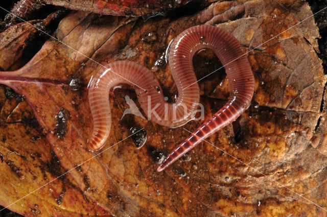 Redworm (Eisenia fetida)