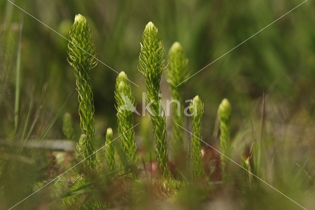 Moeraswolfsklauw (Lycopodiella inundata)