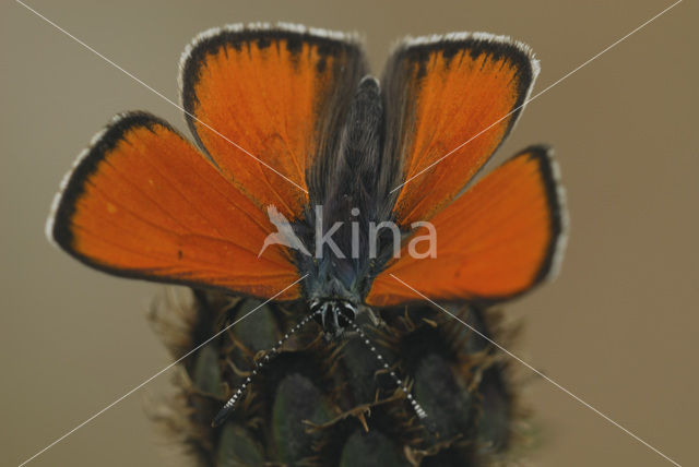 Morgenrood (Lycaena virgaureae)