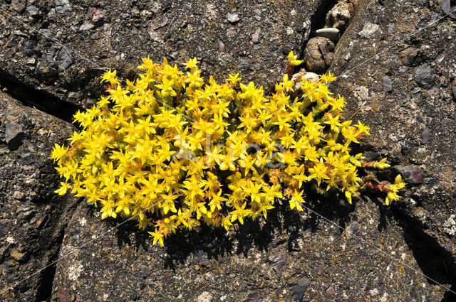 Muurpeper (Sedum acre)