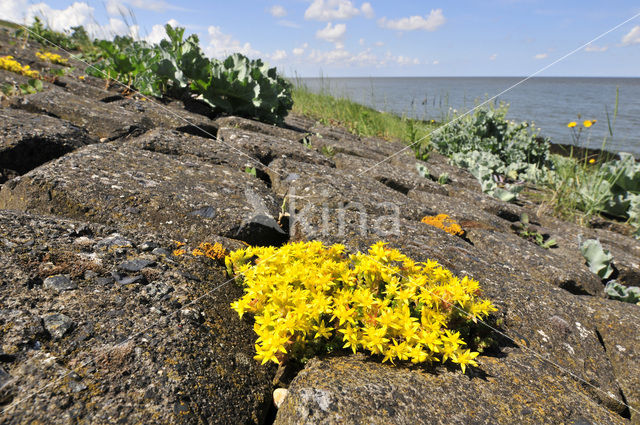 Biting Stonecrop (Sedum acre)