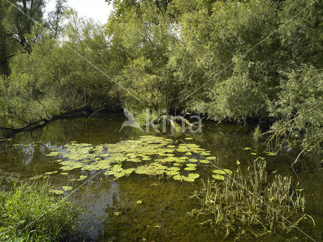 Nationaal Park de Biesbosch