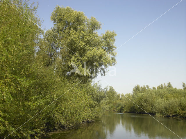 National Park de Biesbosch