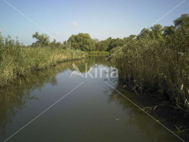 National Park de Biesbosch