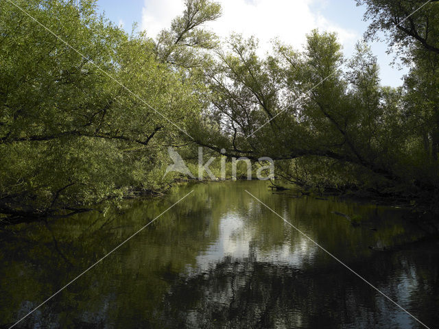 Nationaal Park de Biesbosch