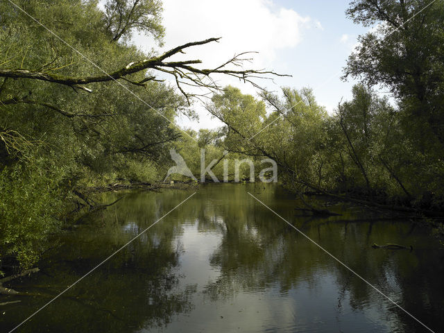 Nationaal Park de Biesbosch