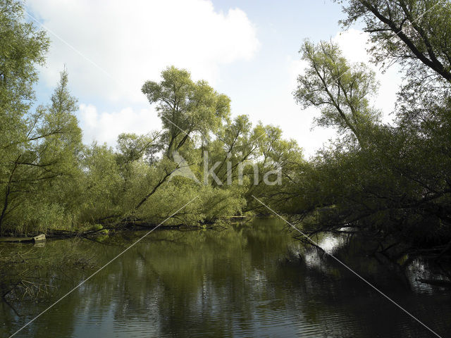 Nationaal Park de Biesbosch