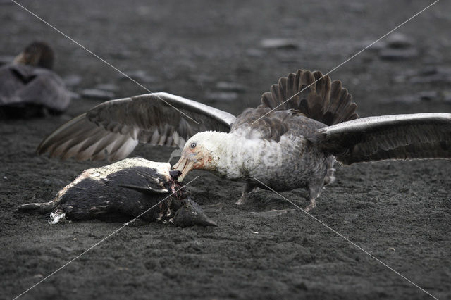 Noordelijke Reuzenstormvogel (Macronectes halli)