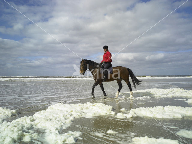 Northsea beach