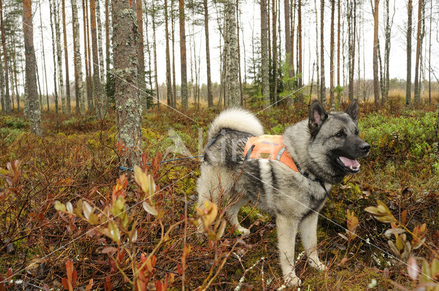 Noorse elandhond (Canis domesticus)