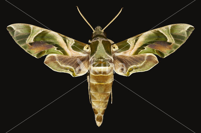 Oleander Hawk-Moth (Daphnis nerii)