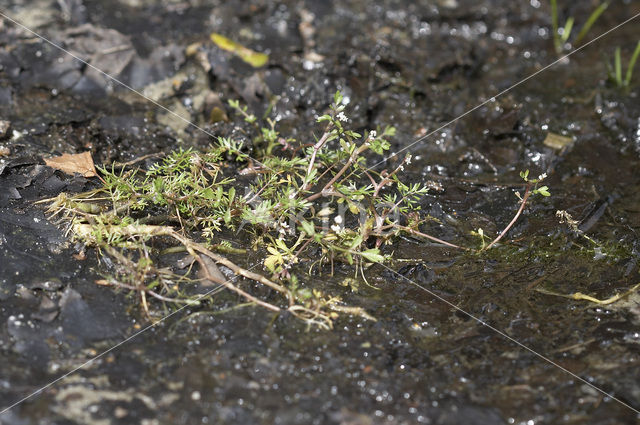 Ondergedoken moerasscherm (Apium inundatum)