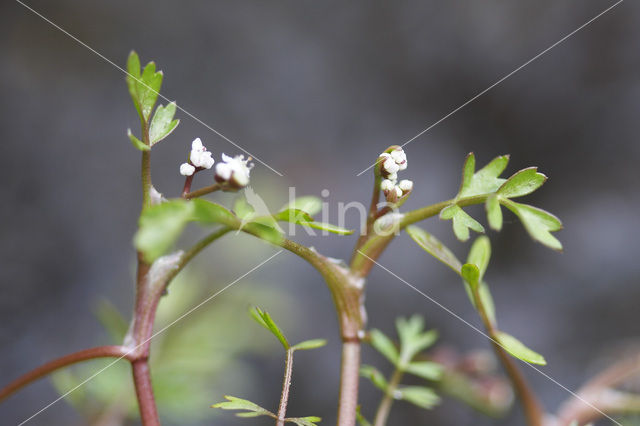 Ondergedoken moerasscherm (Apium inundatum)