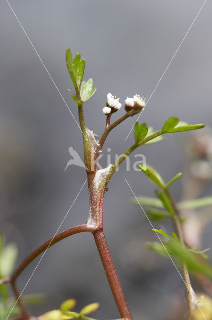 Lesser Marshwort (Apium inundatum)