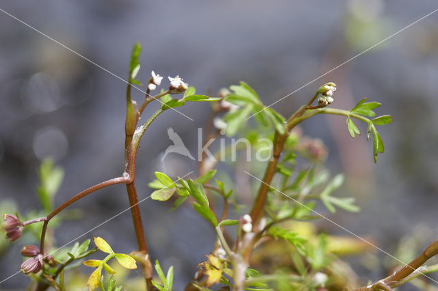 Lesser Marshwort (Apium inundatum)